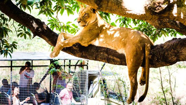 Lioness at Casela Nature Parks Lioness at Casela Nature Parks
